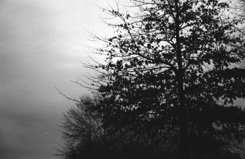 199112-1tree.jpg